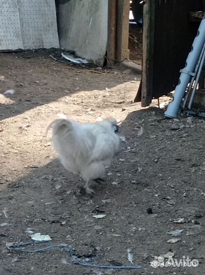 Петушки китайские шёлковые