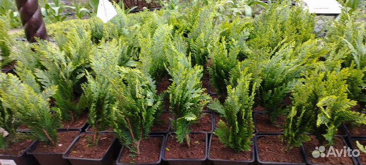 Кипарисовики Туя