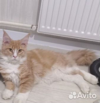 Котенок мейн-кун