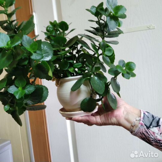 Каланхоэ цветущий