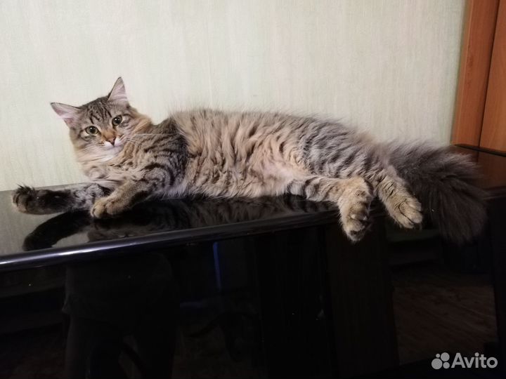 Кот