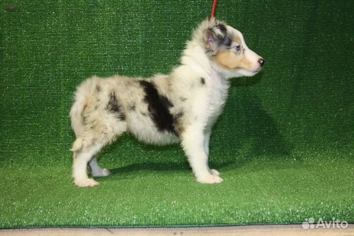 Щенки шелти