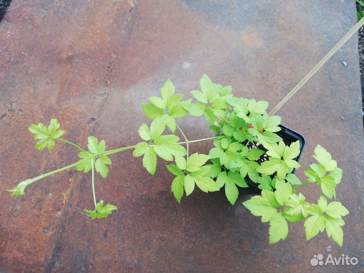 Клематис Люминоус Даск