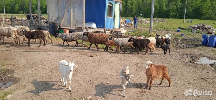 Продажи овец