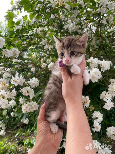 Котята в добрые руки бесплатно