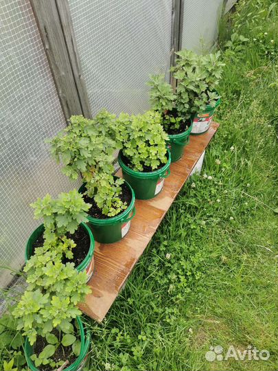 Хризантема мультифлора