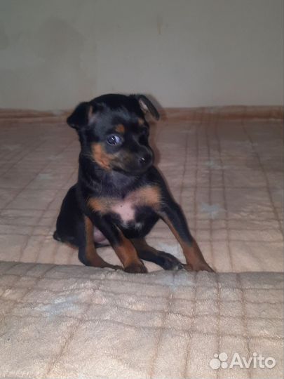 Продаются щенки той терьер