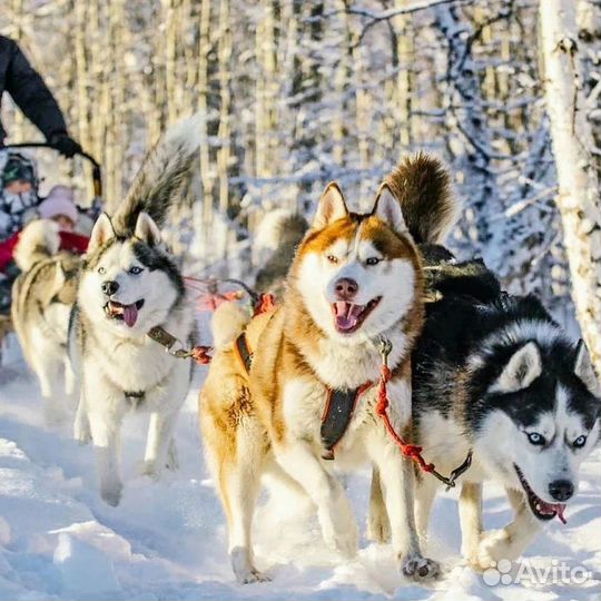 Мягкие носы - сильные лапы