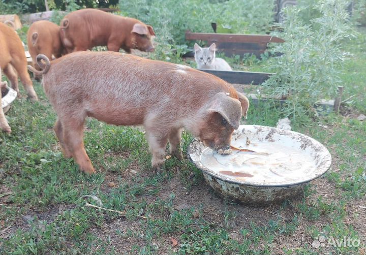 Поросенок ландрас-дюрок