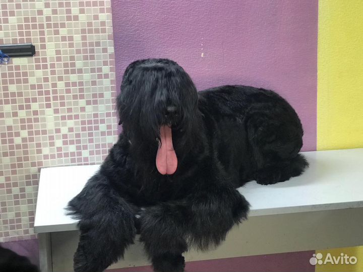 Красивая Стрижка собак и кошек ЖК Суворовский