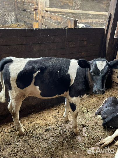 Бычки и телки на откорм