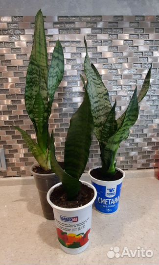 Сансевиерия