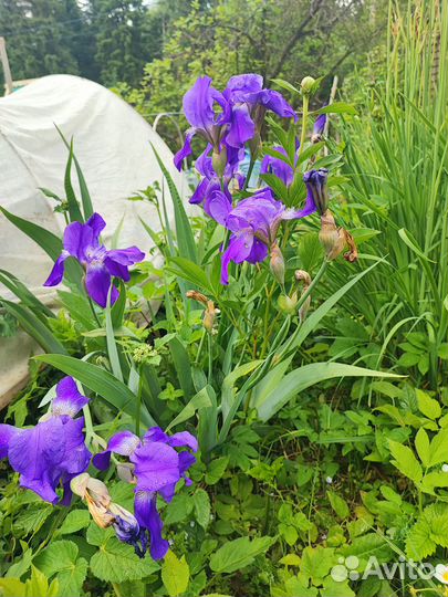 Ирисы бородатые