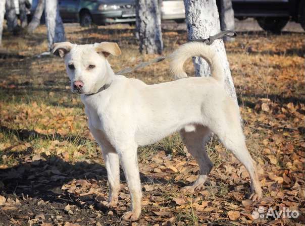 Финик ищет дом