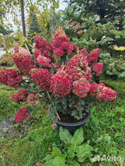 Гортензия Лидия Самарская