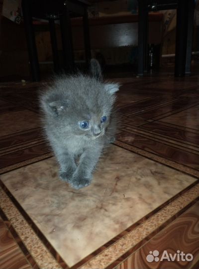 Котенок