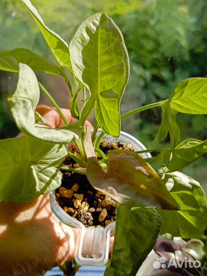 Сингониумы сортовые (комнатные растения)