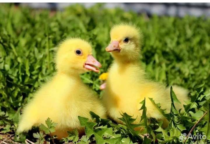 Гусята,утята,цыплята бройлер