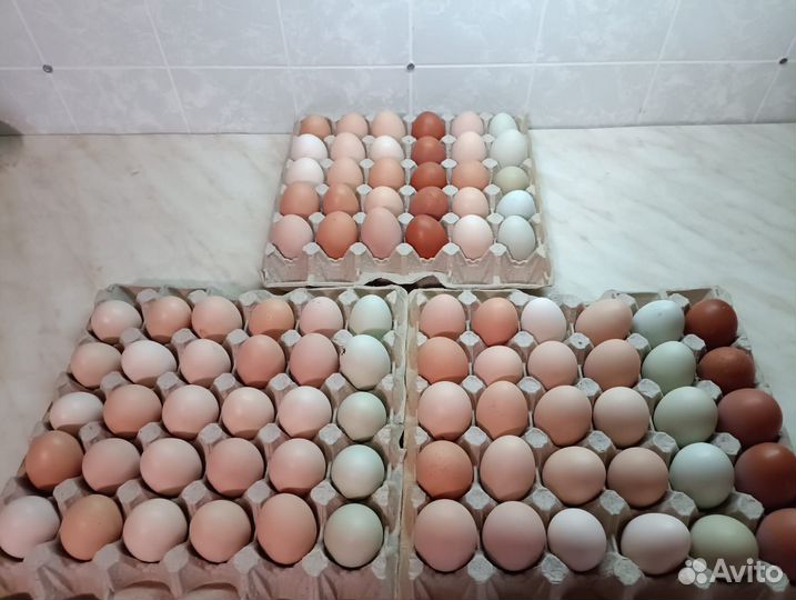 Куры доминант и оборудование