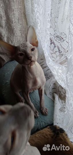 Донской сфинкс