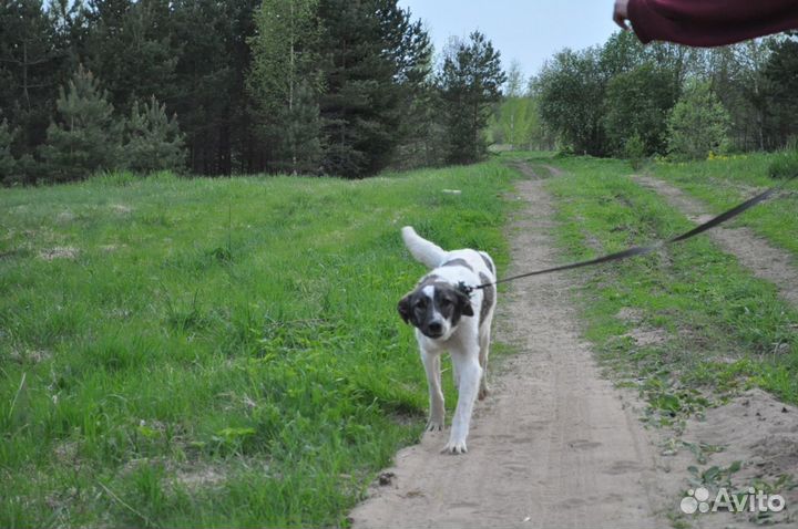 Отдам в добрые руки