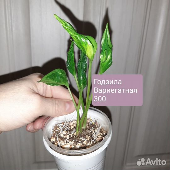 Сциндапсусы и эпики сортовые