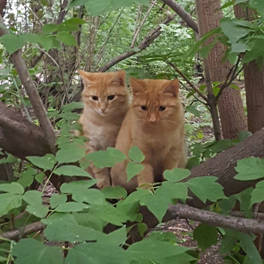 В добрые руки молодые рыжие котики