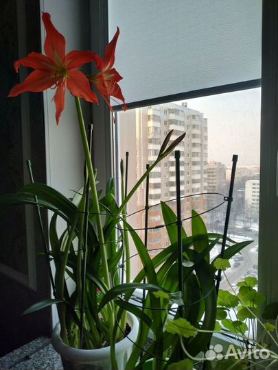 Растение Гиппеаструм (Амариллис)