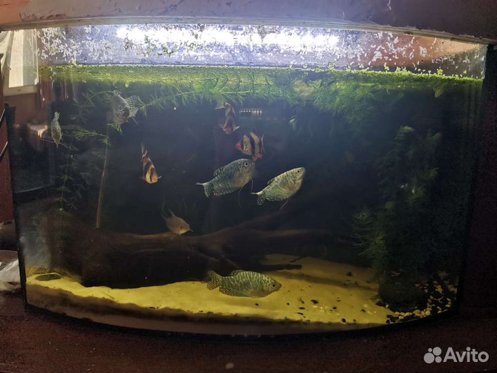 Аквариум с рыбками
