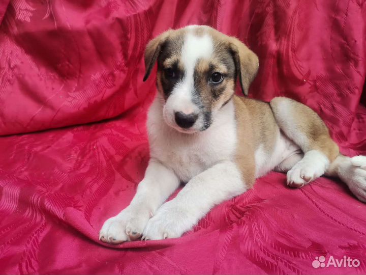 Очаровательный щенок Девочка