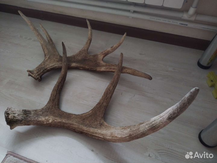 Продам рога лося