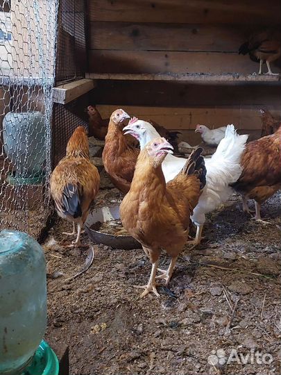 Цыплята Кучинская Юбилейная