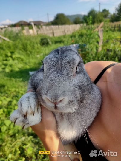 Продам крола