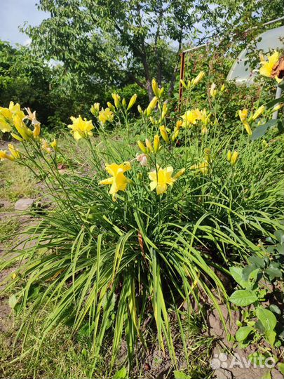 Лилейник желтый