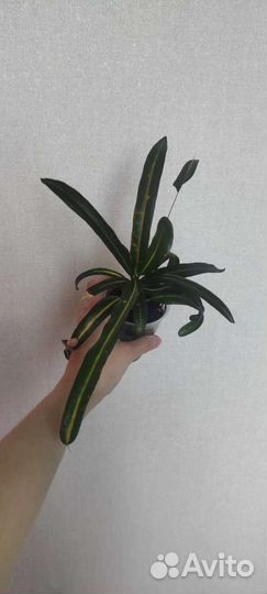 Кротоны Виктория Голден Белл