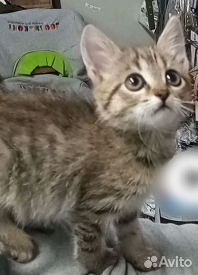 Котëнок девочка в добрые руки