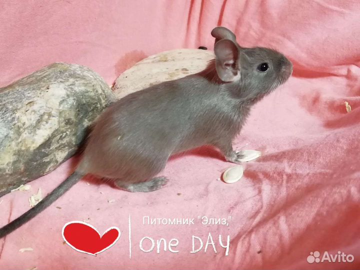 Белка дегу, все окрасы