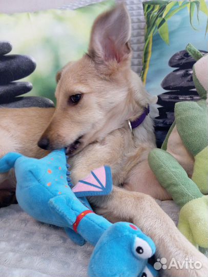 Собака в добрые руки отдам бесплатно