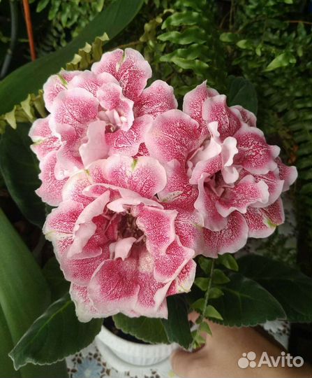 Глоксинии сортовые