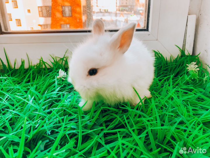 Карликовый кролик - разные породы