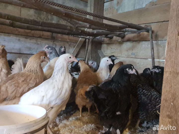 Куры молодки доминант