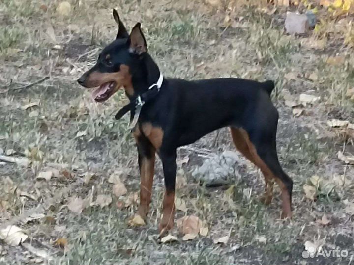 Цвергпинчер