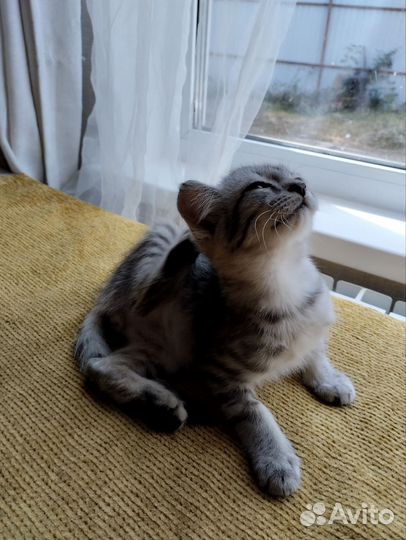Котёнок (мальчик) в добрые руки