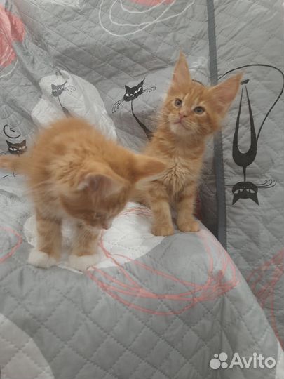 Котята мейн-кун