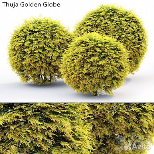 Туя голден глоб