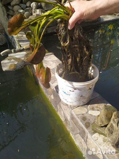 Кувшинки для пруда