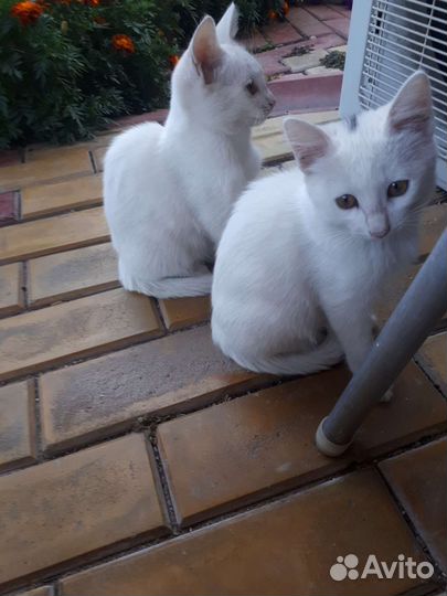 Отдам бесплатно 3 кошечек
