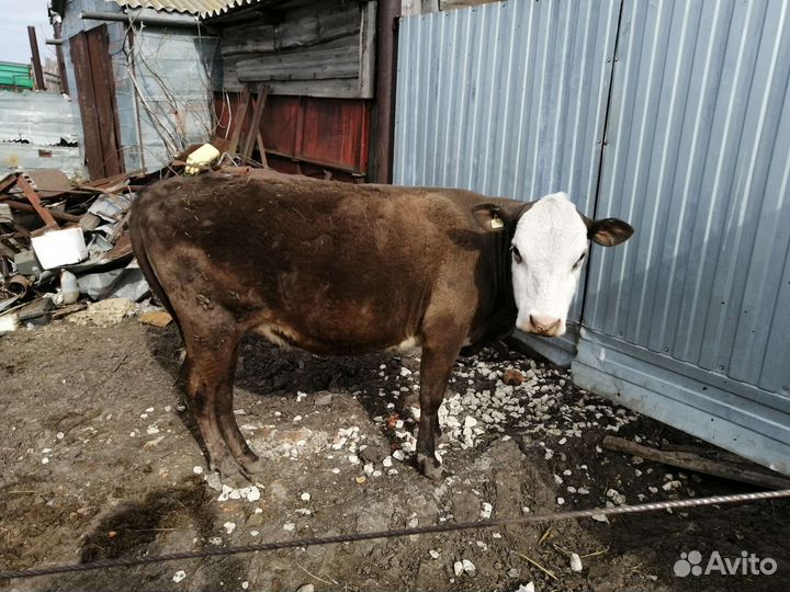 Коровы с телятами