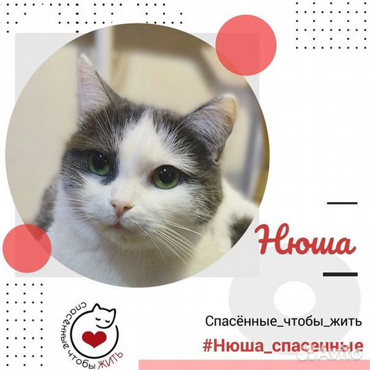 Юная кошечка Нюша