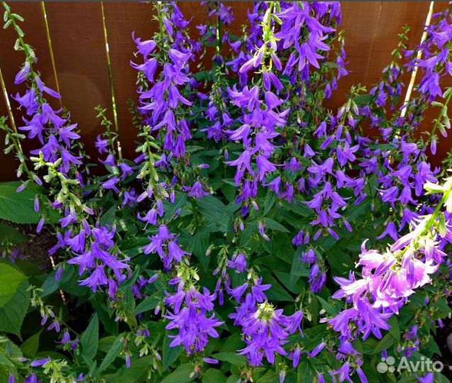 Колокольчики